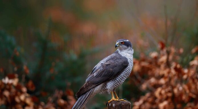 Tipi di falchi in Virginia - Con immagini!
