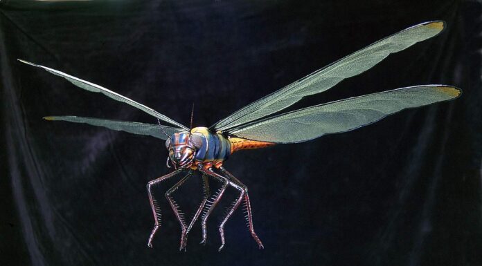 Insect, Bee, Butterfly - Insect, Flower, Image Montage