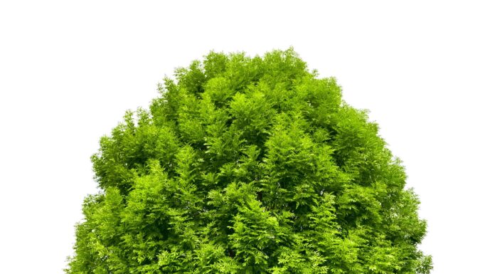 Cenere verde contro cenere bianca: quali sono le differenze?
