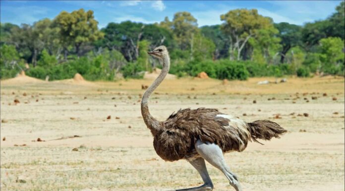 Guarda uno struzzo che vola via per sfuggire a un ghepardo

