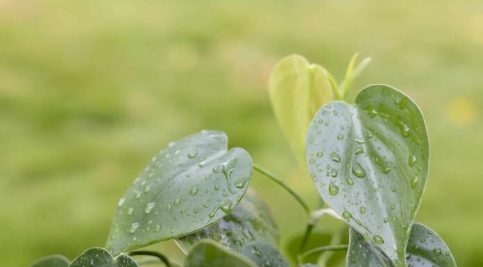 Philodendron Cordatum contro Heartleaf
