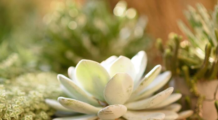 Sempervivum vs. Echeveria: quali sono le differenze?
