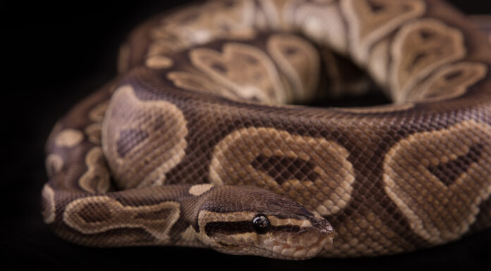 Pitone palla di cannella
