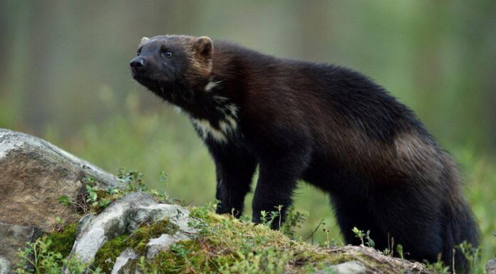 La maliziosa volpe non riesce a capire cosa stia facendo questo sciocco Wolverine
