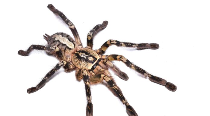 Simbolismo e significato degli animali dello spirito del ragno
