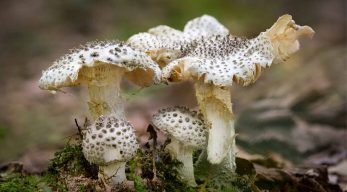 Types of Poisonous Mushrooms