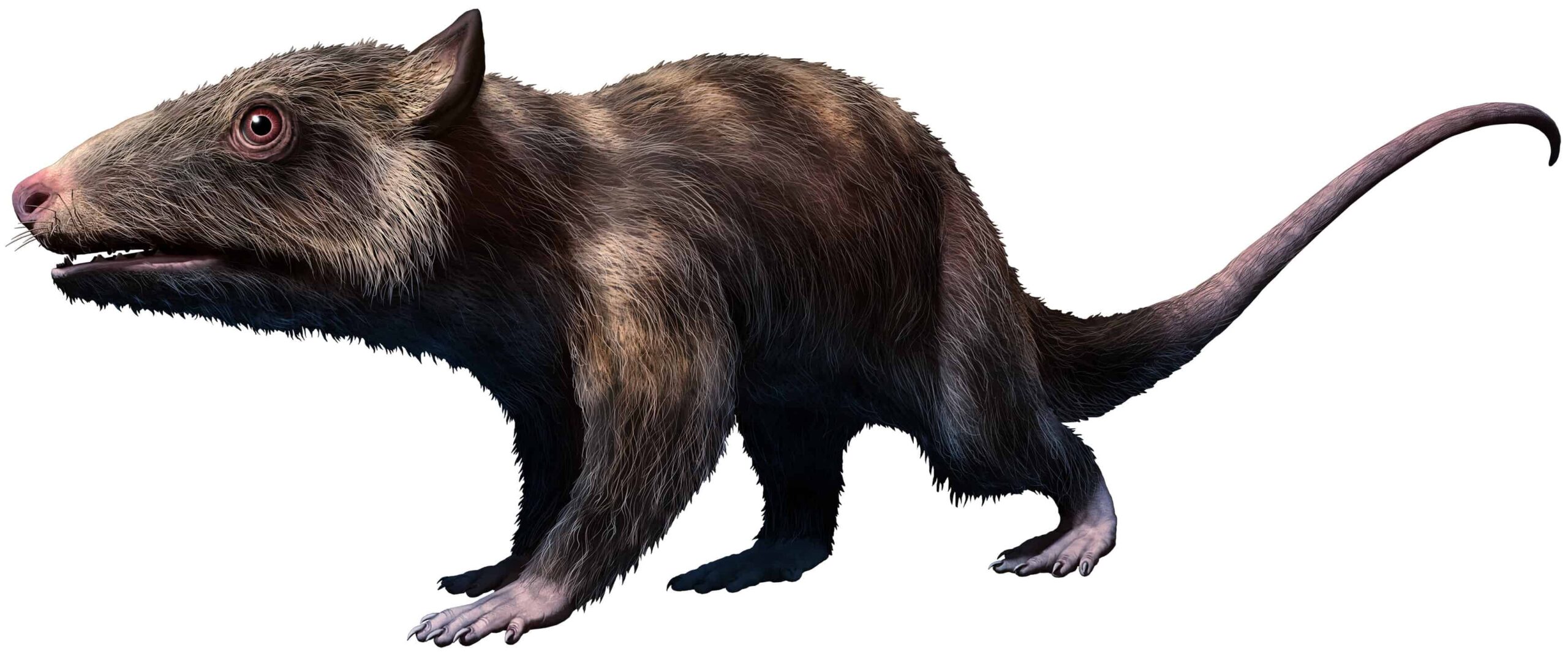 11 antichi mammiferi che vivevano accanto ai dinosauri