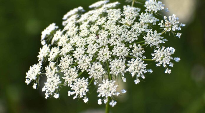 Il pizzo della regina Anna contro il respiro del bambino: qual è la differenza?
