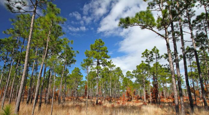 Loblolly vs Longleaf Pine: qual è la differenza?
