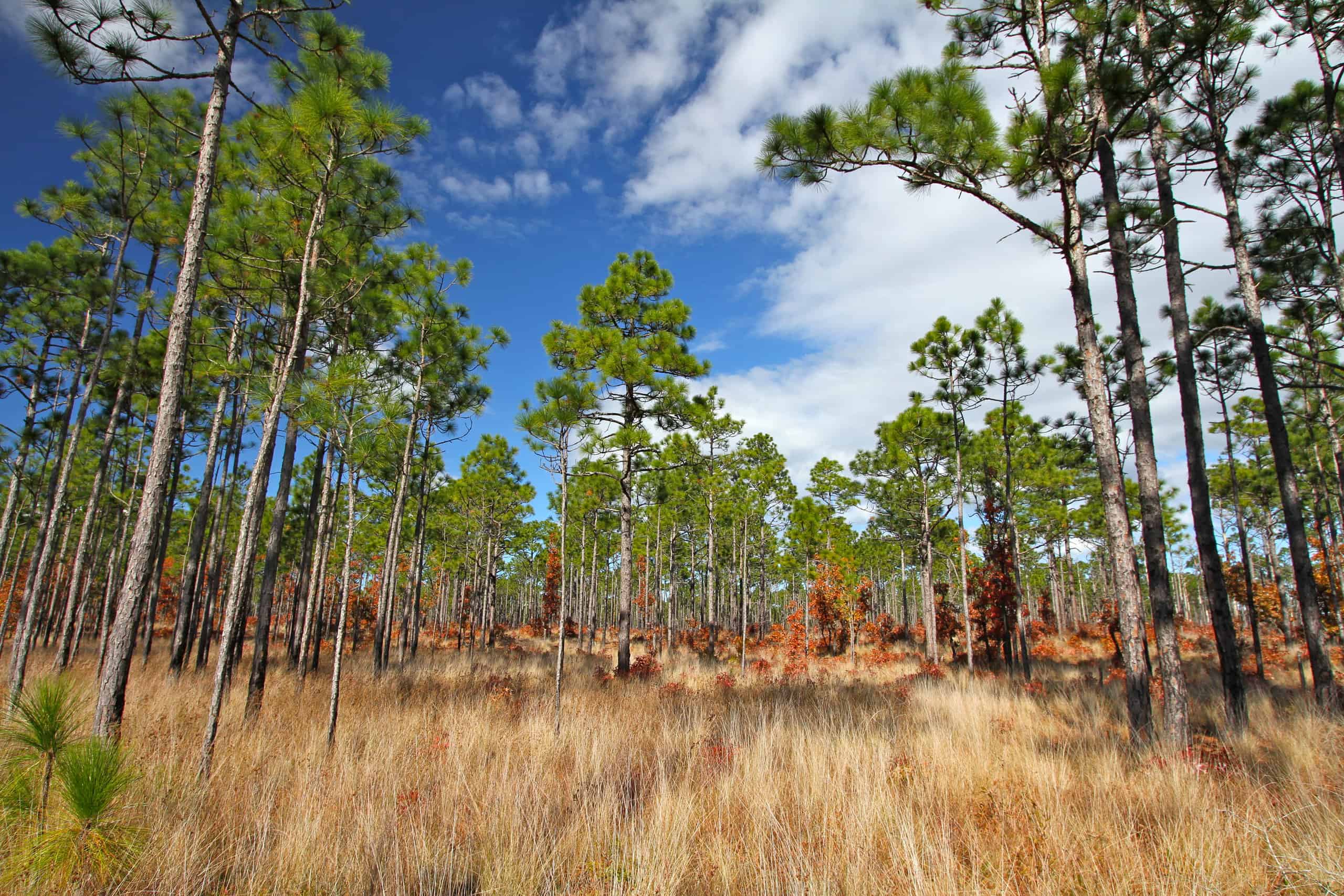 Loblolly vs Longleaf Pine: qual è la differenza?