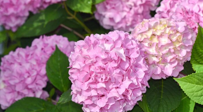 Old Wood vs. New Wood Ortensia: qual è la differenza?
