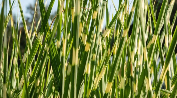 Erba di porcospino contro erba di zebra
