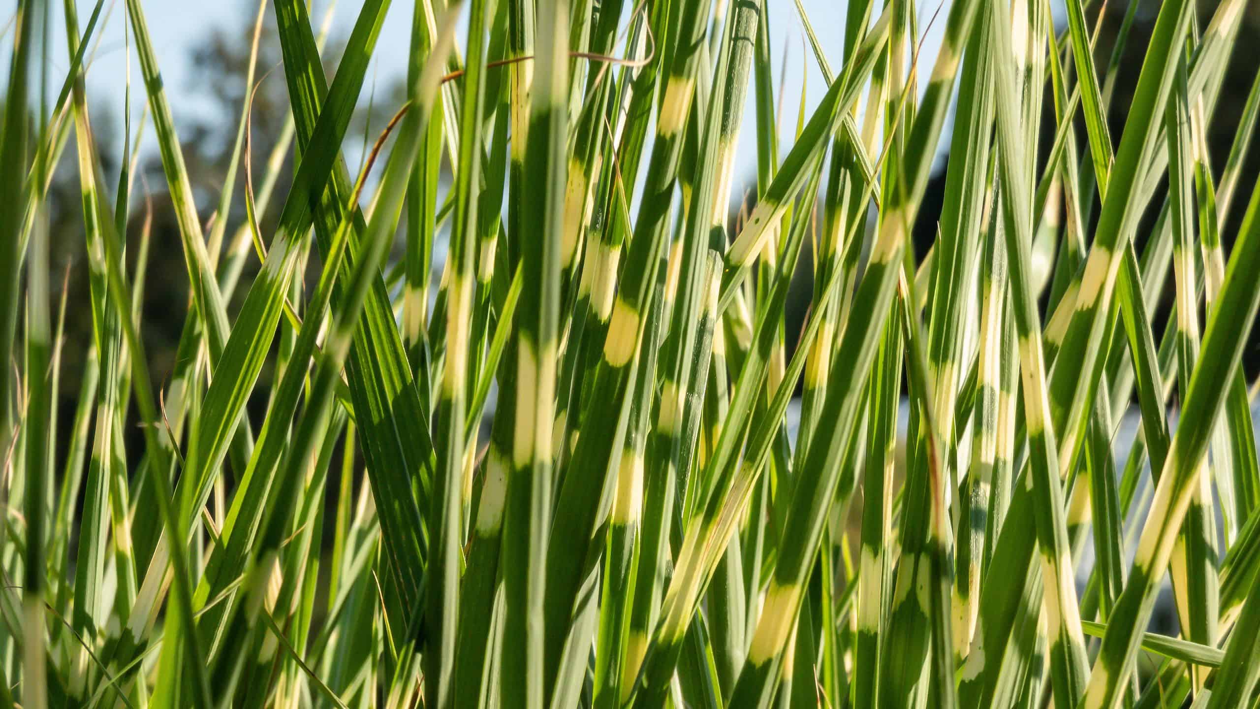 Erba di porcospino contro erba di zebra