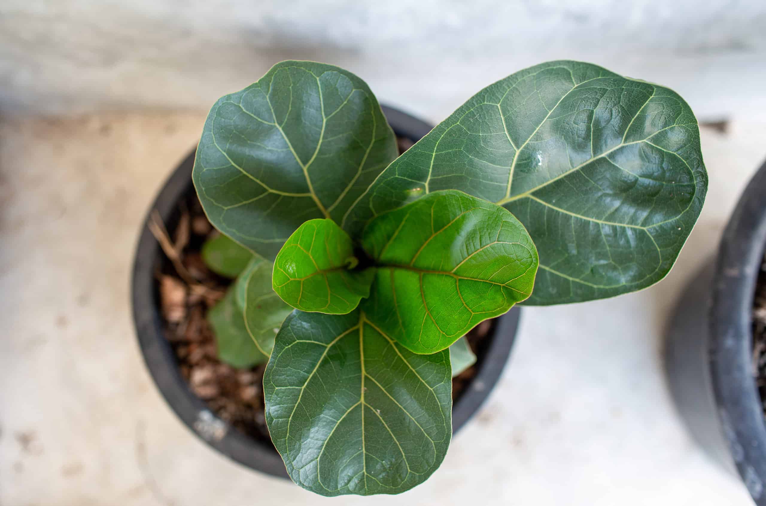 Ficus Audrey vs Fiddle Leaf Fig: qual è la differenza?