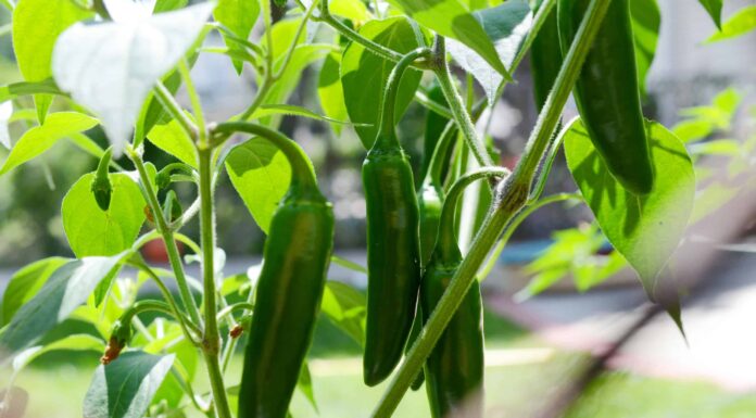 Peperone Poblano vs. Jalapeno: qual è la differenza?
