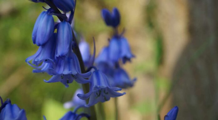 Campanule spagnole contro campanule inglesi: qual è la differenza?
