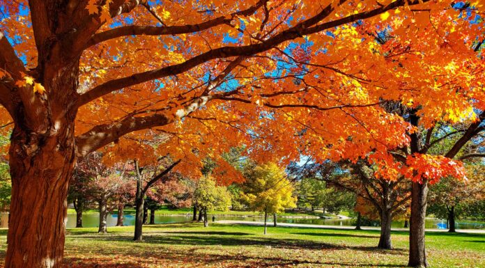 Scopri 6 posti incredibili per vedere il fogliame autunnale in Illinois
