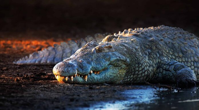 Qual è il coccodrillo più grande che vive in uno zoo?
