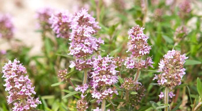 Timo tedesco contro timo inglese: quali sono le differenze?
