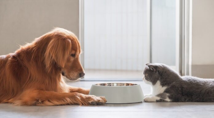  I cani possono mangiare cibo per gatti?  Dovrebbero?
