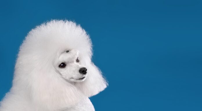 I barboncini perdono il pelo?
