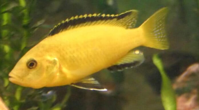 Maschio contro femmina Yellow Lab Cichlid
