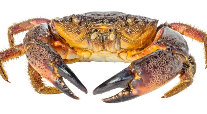 Granchio di pietra contro Granchio di Dungeness
