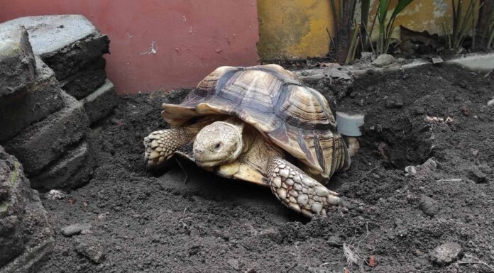 Tartaruga Sulcata maschio vs femmina: qual è la loro differenza?
