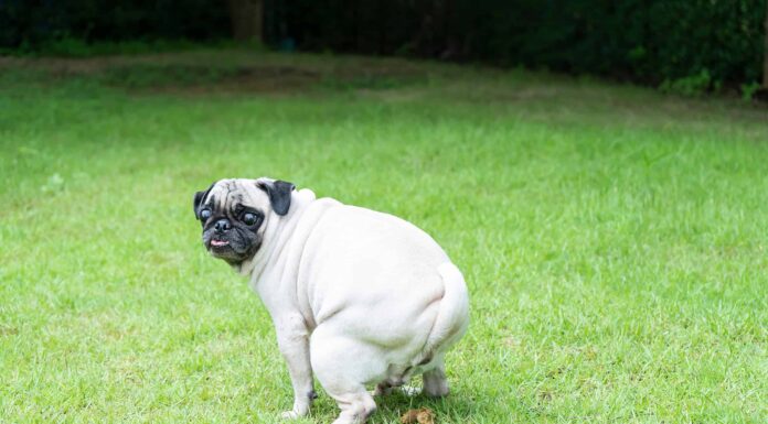 Scoreggia di cane: cause, trattamento e come aiutare
