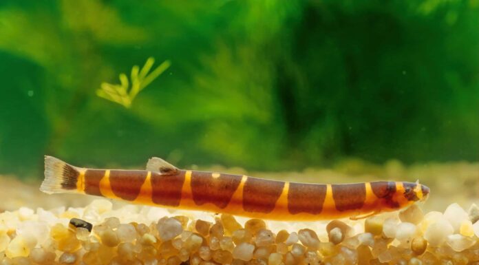 Cosa mangiano i cobitidi Kuhli?
