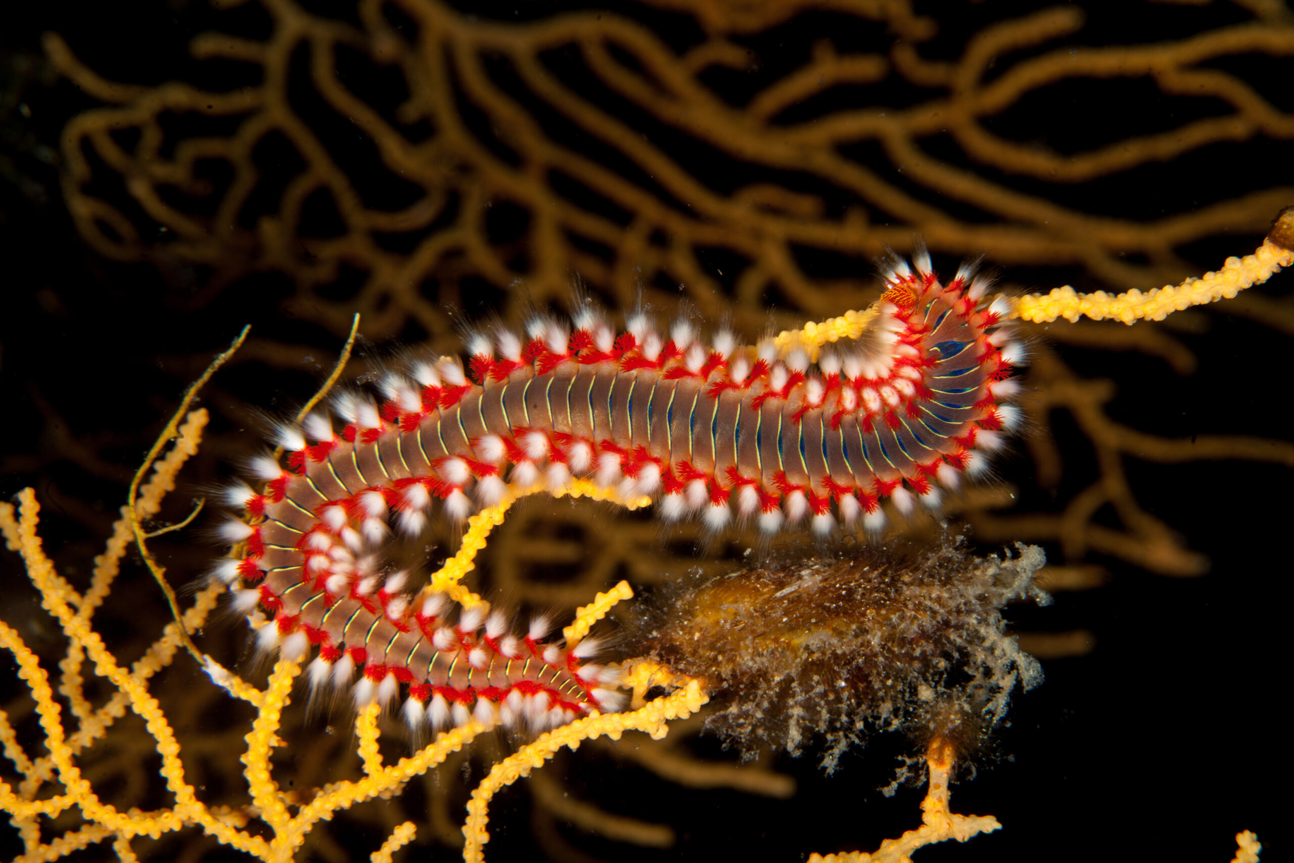Fireworm barbuto