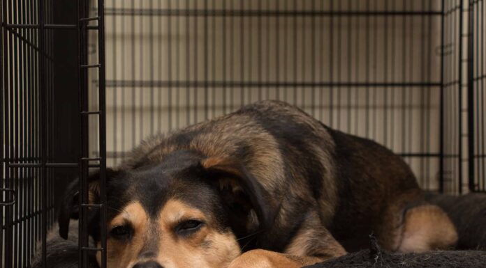 Ai cani piacciono le gabbie o dormono all'aperto?
