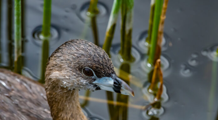 Svasso dal becco pezzato
