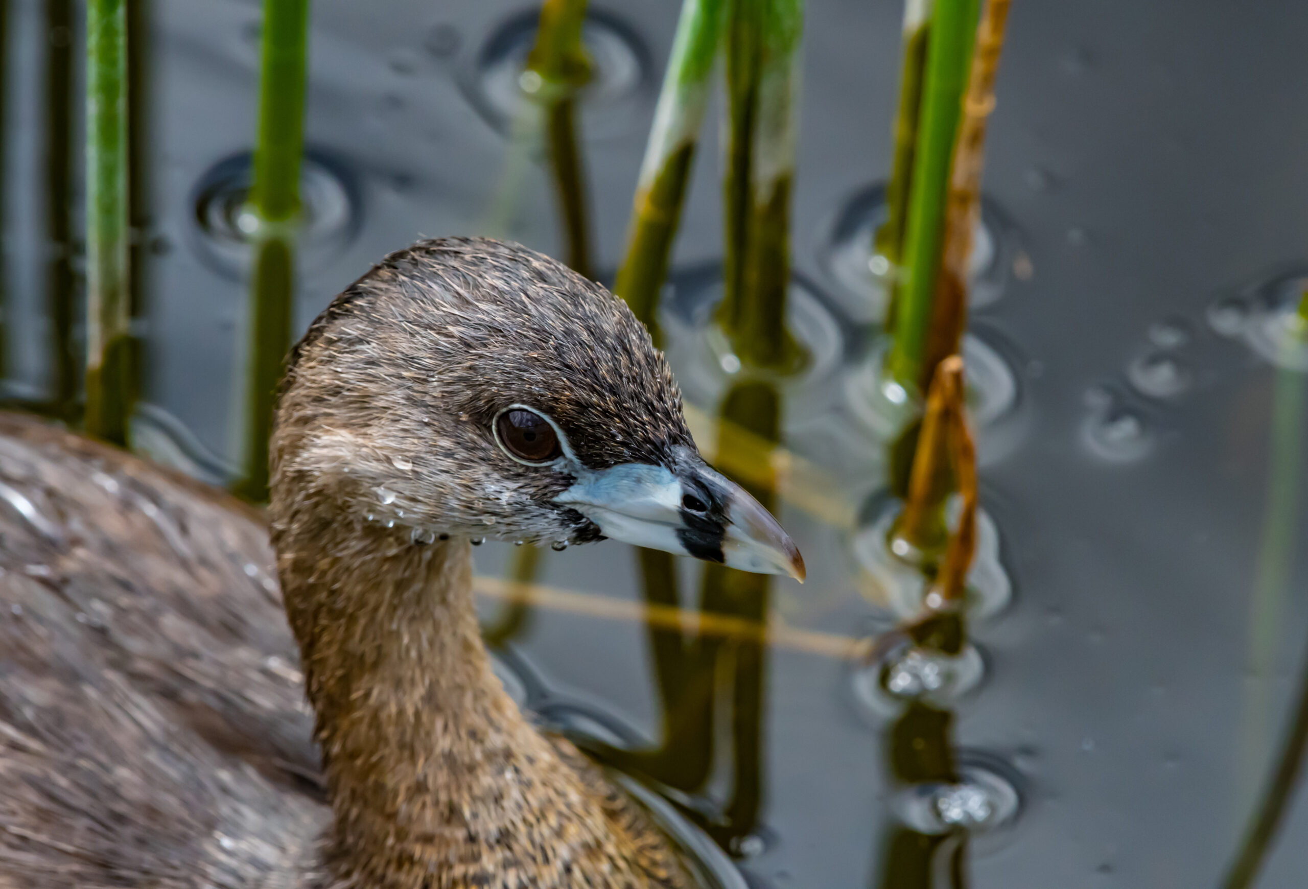 Svasso dal becco pezzato