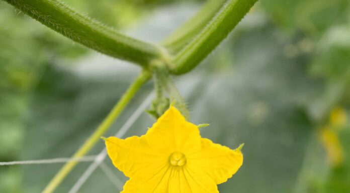 Fiori di cetriolo maschio vs femmina: qual è la differenza?
