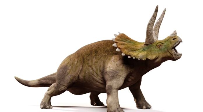 Cosa mangia un triceratopo?
