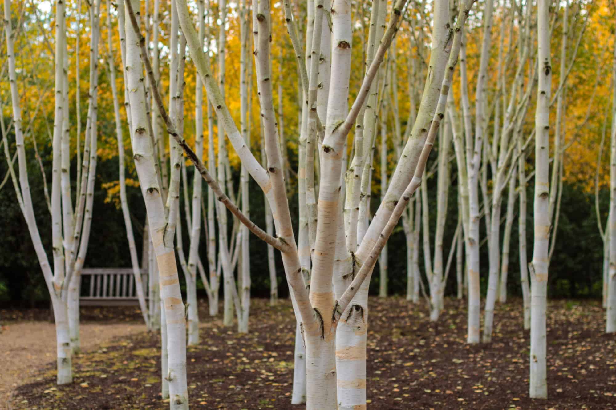 types of birch trees