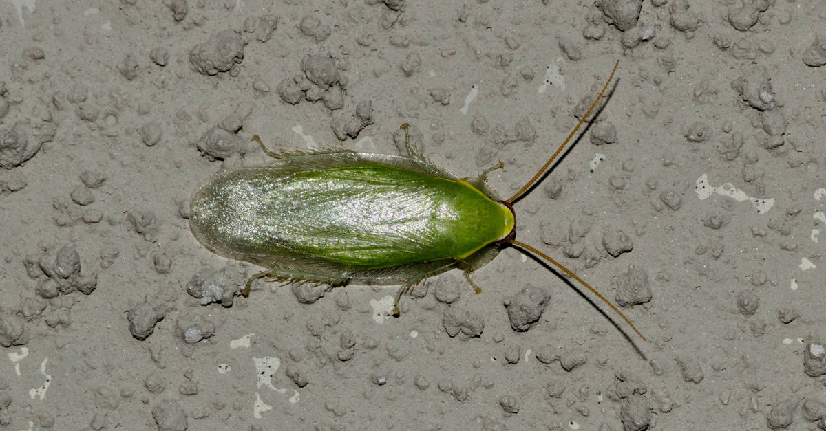 Scarafaggi nella Carolina del Nord