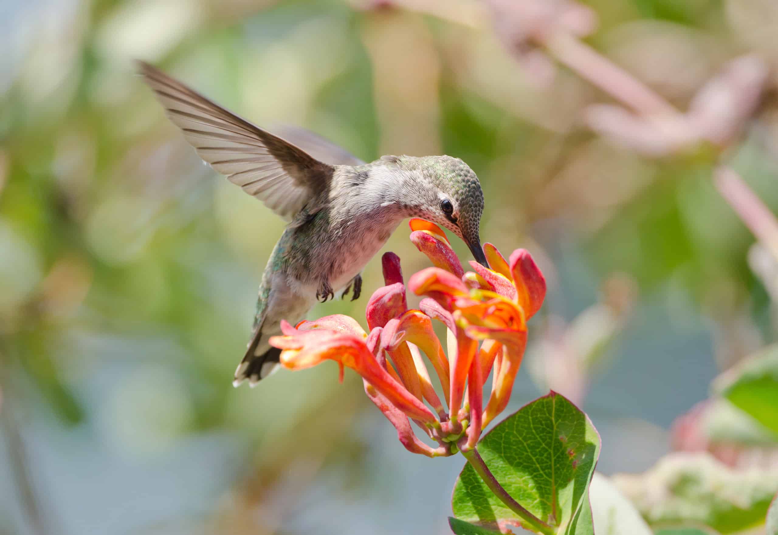 7 piante che attirano i colibrì