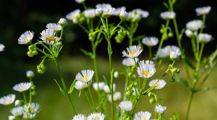 9 piante tossiche per cani e gatti
