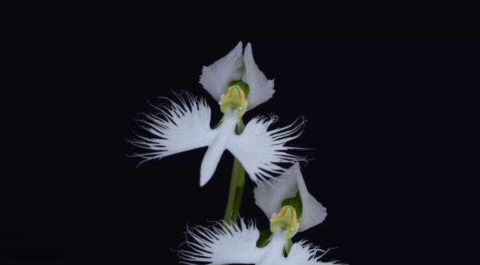 6 piante che sembrano uccelli
