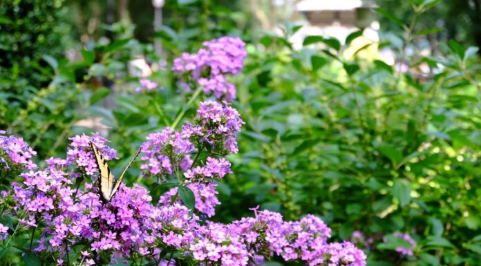 Verbena vs Lantana: 5 differenze chiave
