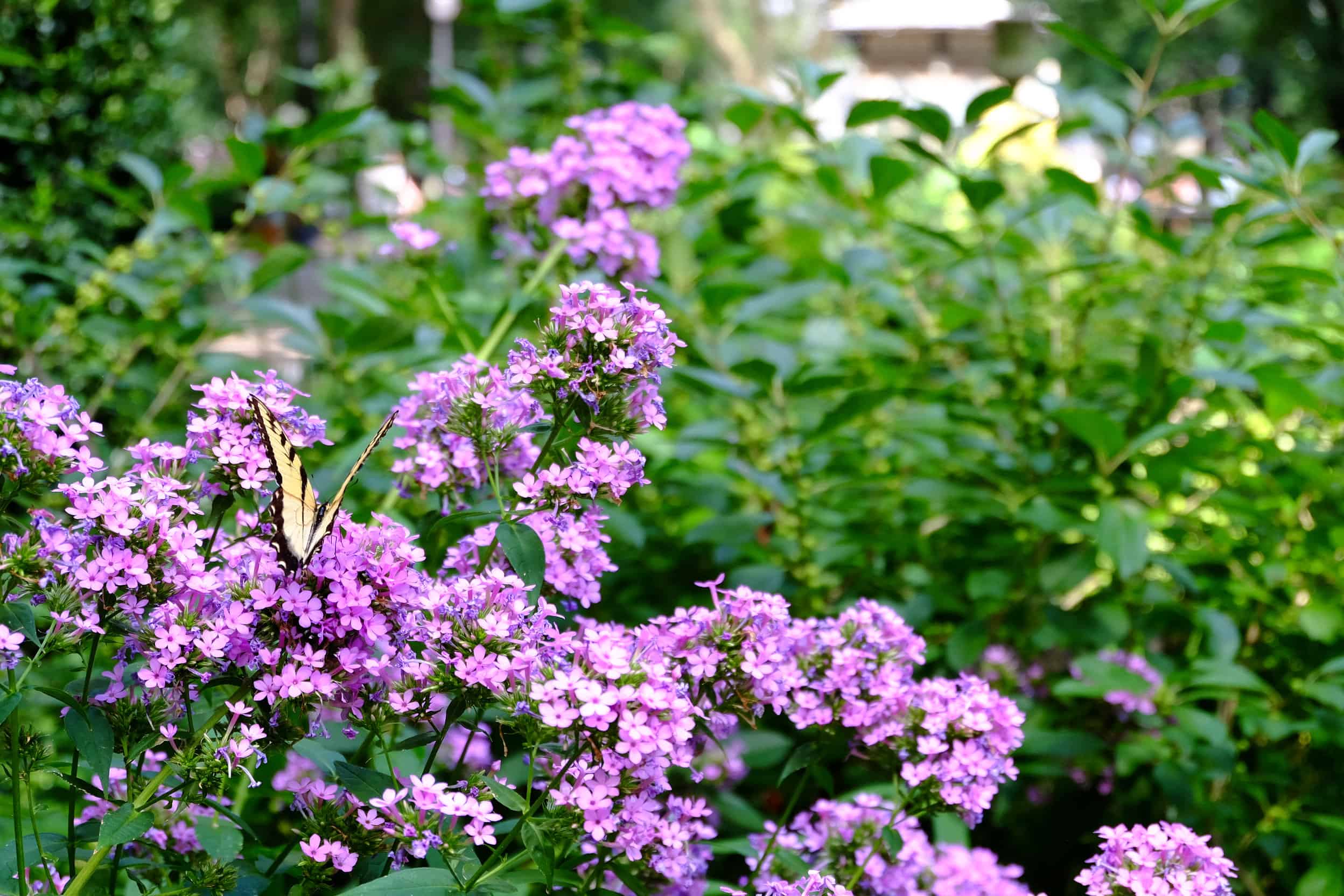 Verbena vs Lantana: 5 differenze chiave