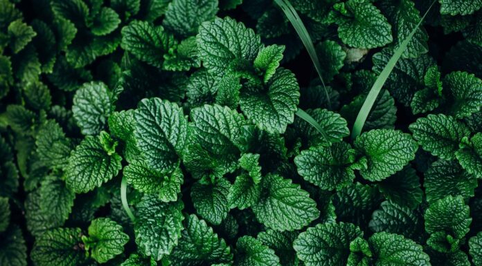 Melissa contro menta: come sono diversi?
