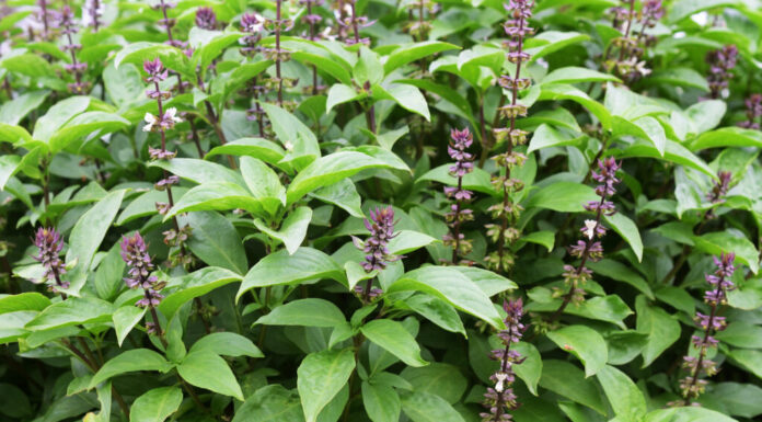 Basilico santo contro Ashwagandha: 4 differenze
