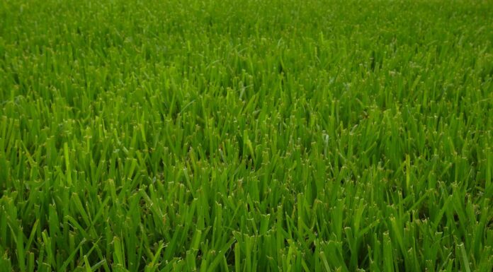 Erba di Bahia vs Erba di Sant'Agostino: quali sono le differenze?
