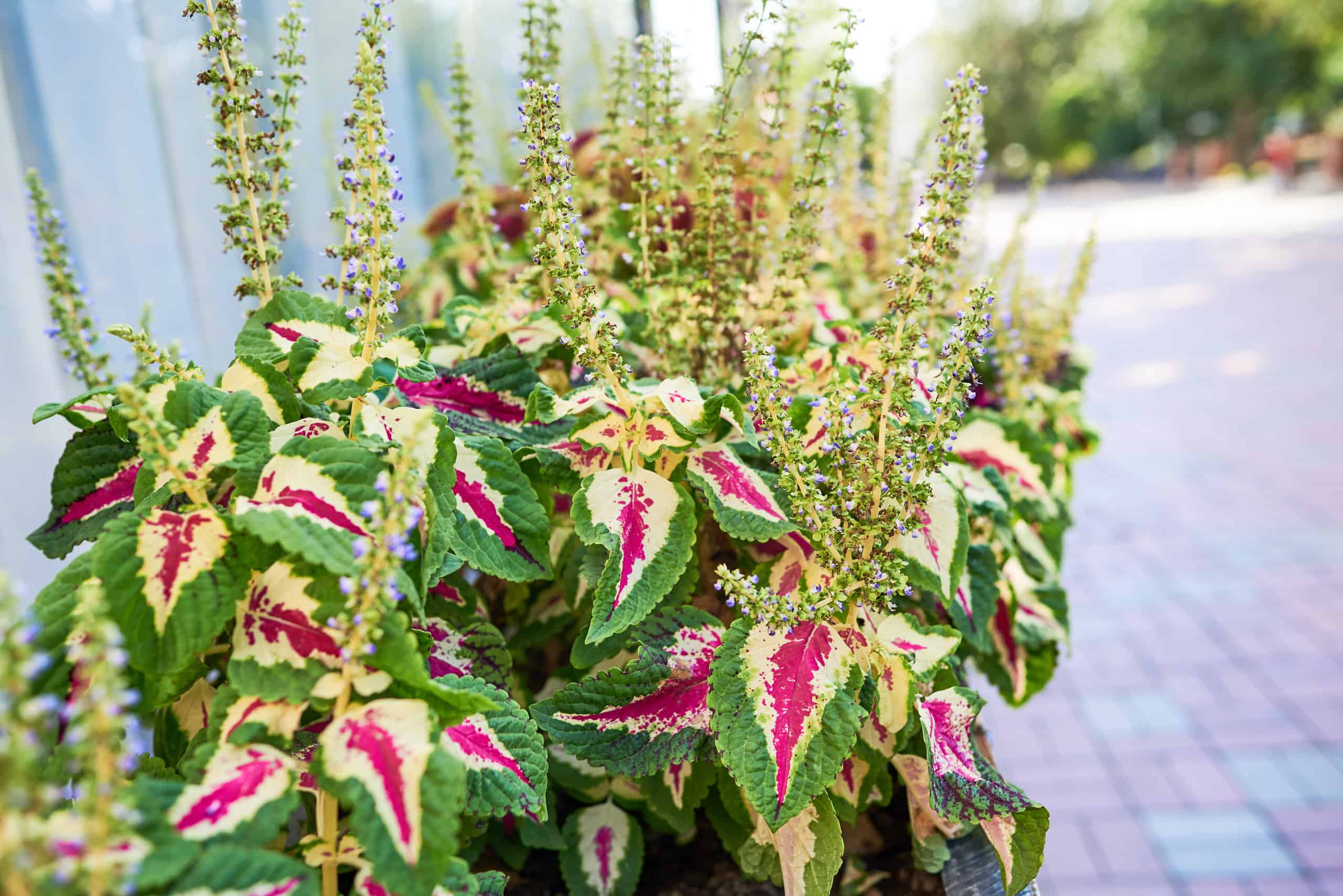 Tipi di Coleus: le 20 migliori varietà di Coleus