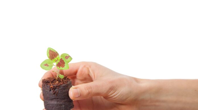 Semi di coleus: come avviare un coleus

