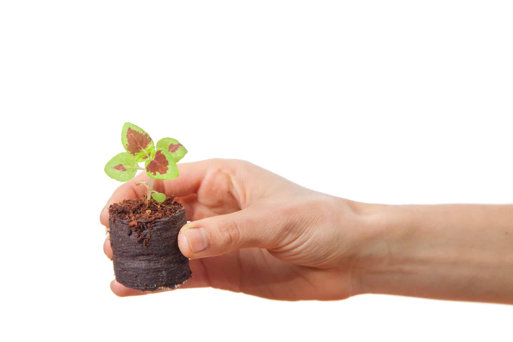 Semi di coleus: come avviare un coleus