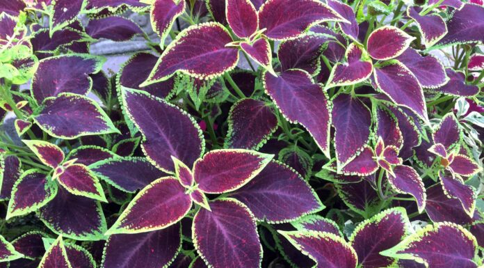 Requisiti di luce Coleus: Coleus preferisce il sole o l'ombra?
